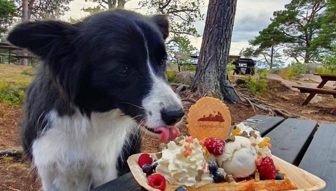 Skärgårdsvåfflan Hund