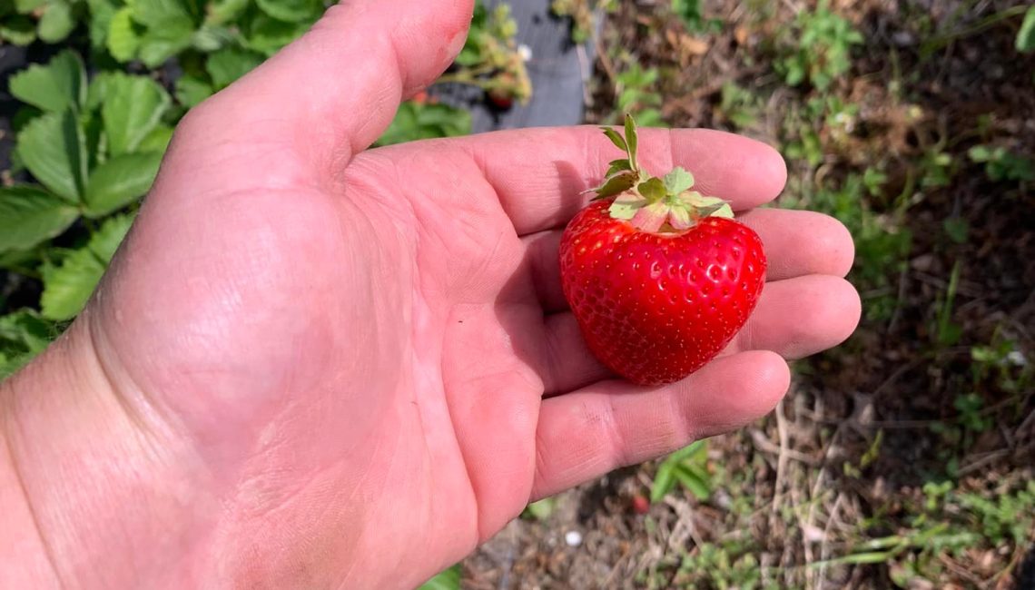 Bild: Kilfrösunda Gård