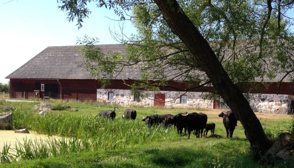 öja gård